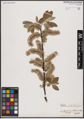 Foto von Salix caprea L.